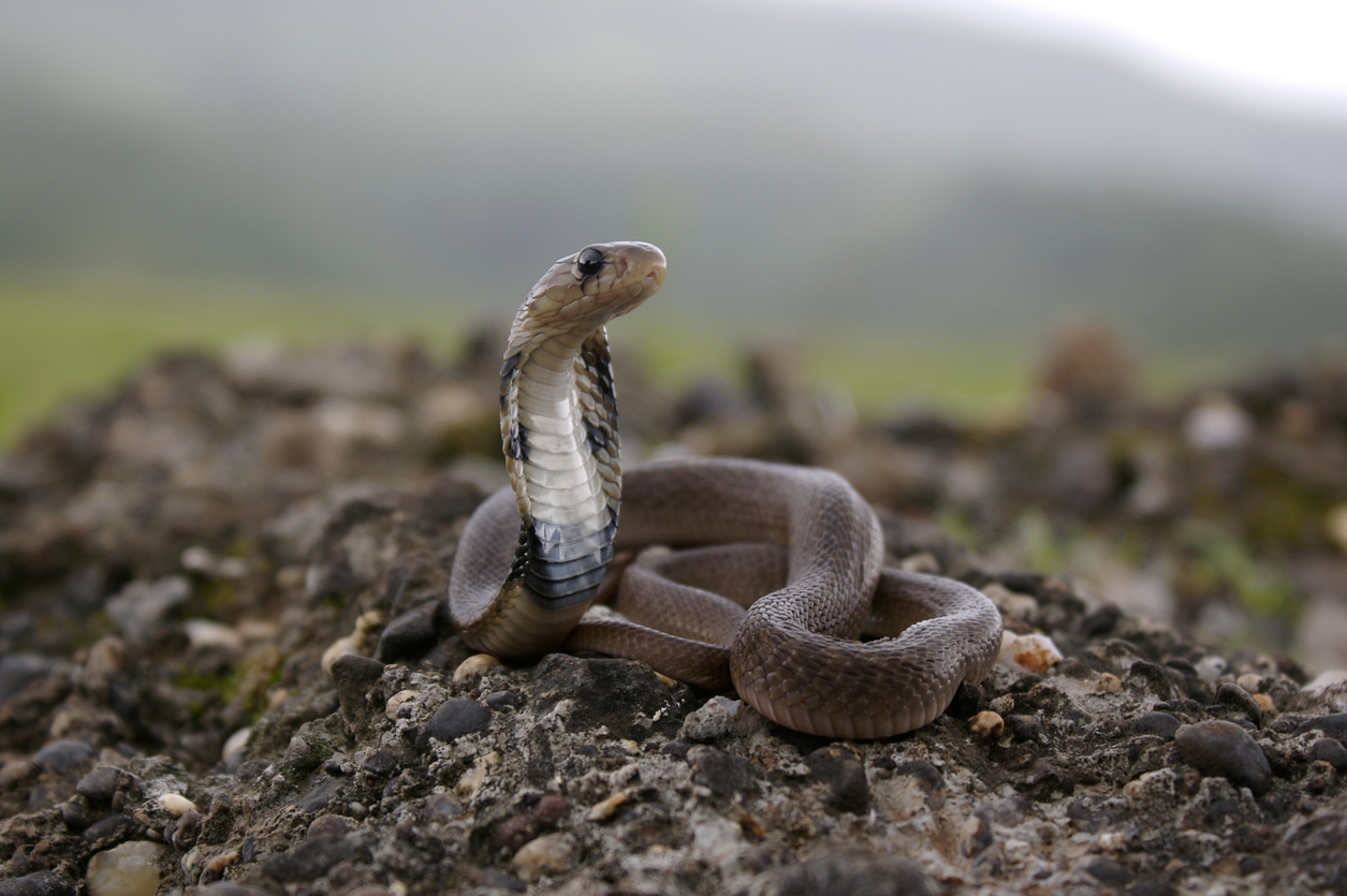 Cobra Snake