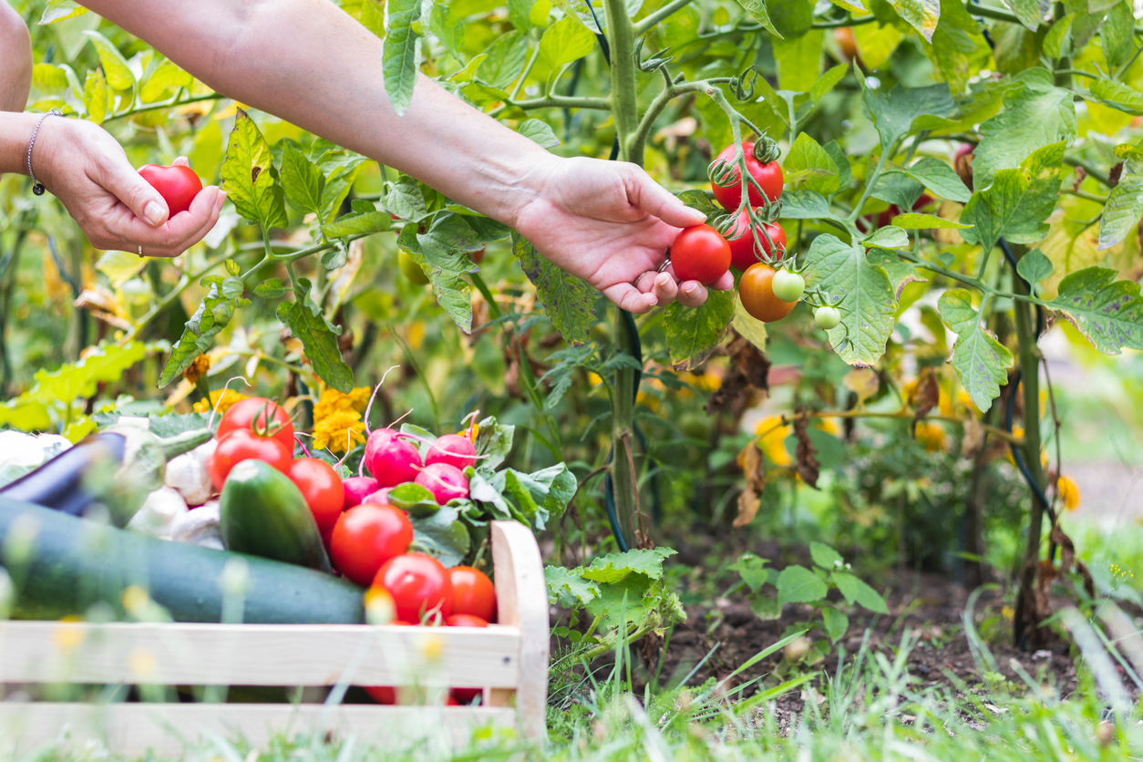 pickingtomatoes.jpg