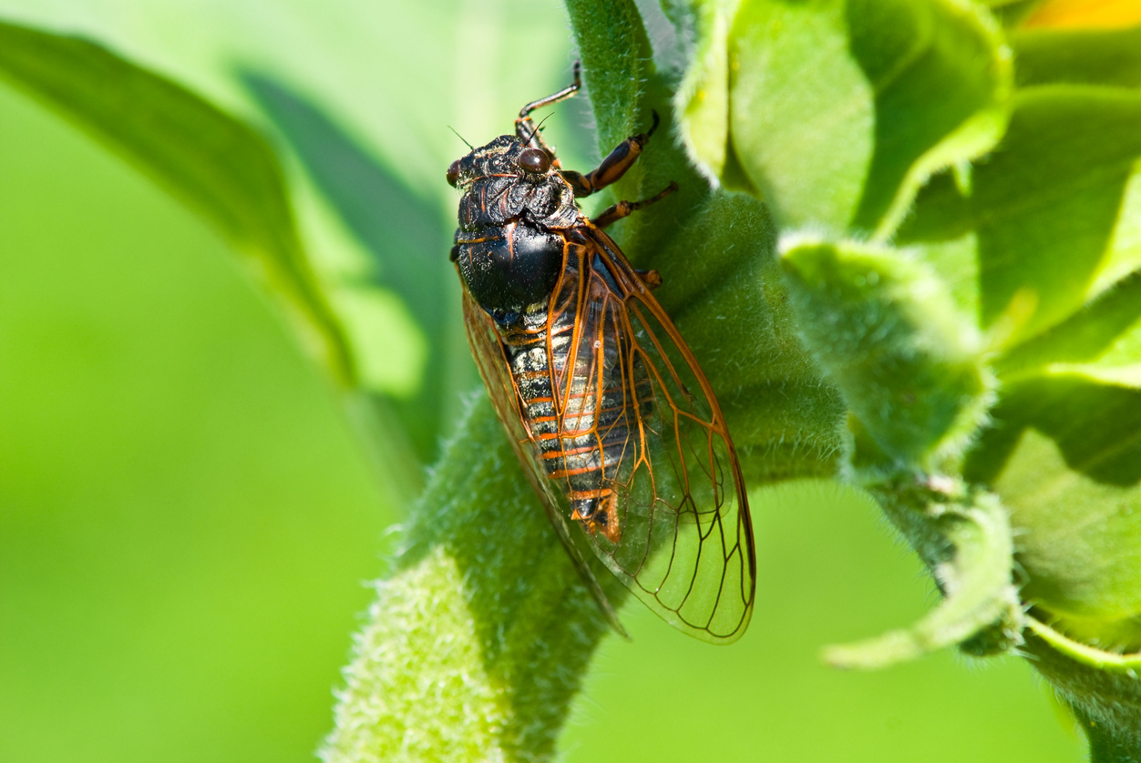 These Bugs Live Forever — Almost!