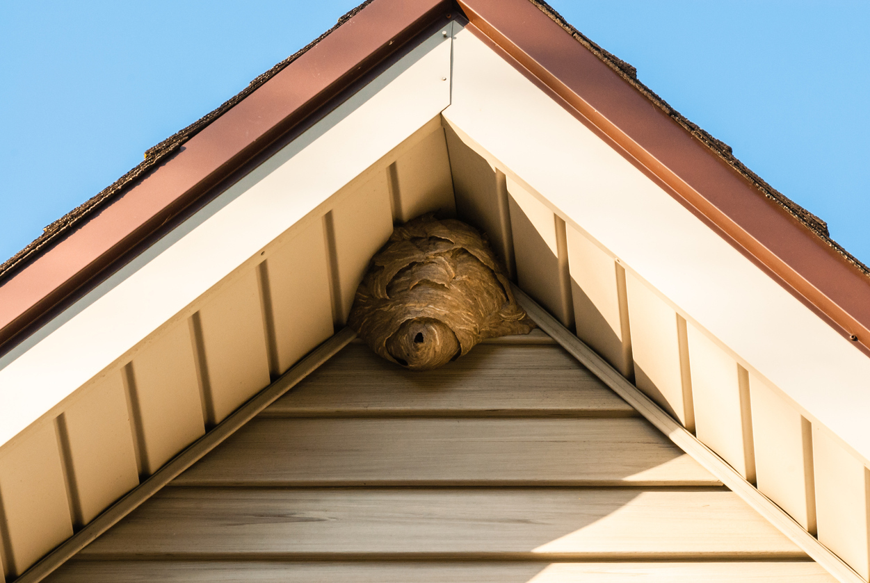 Stinging Insect Nest Identification Guide