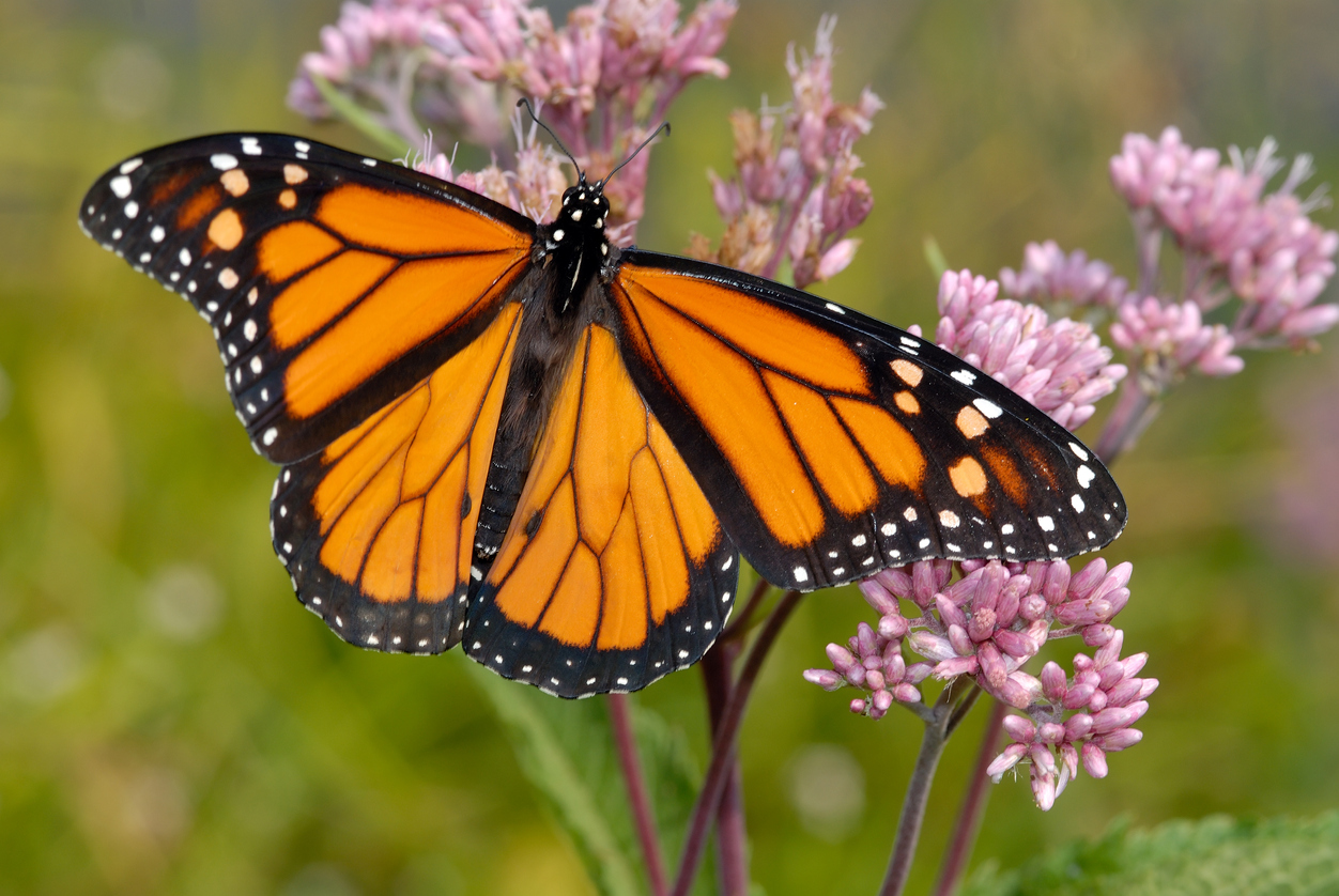 Monarch Magic: Behold, the King of Butterflies