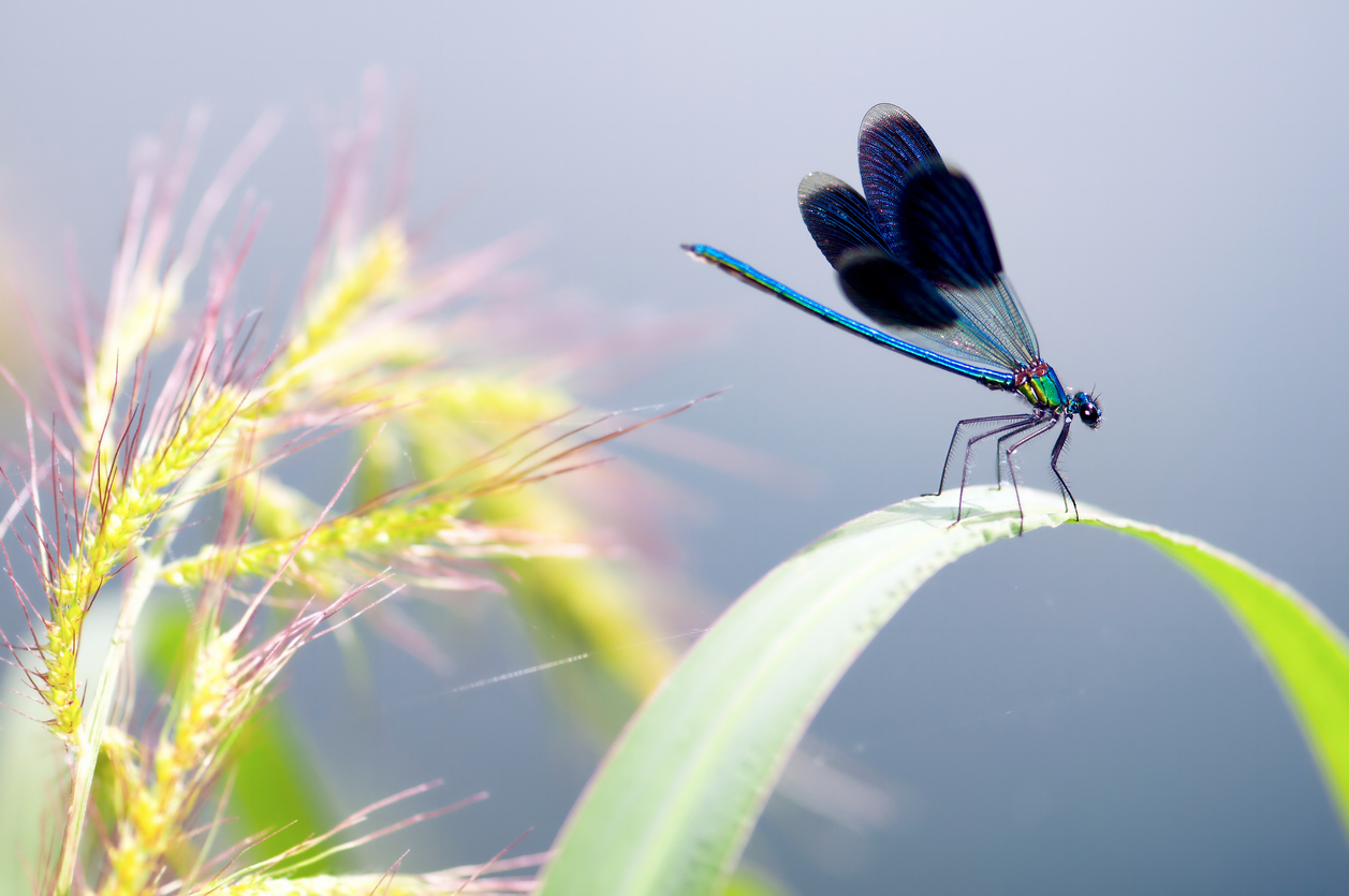 Good Luck or Just Another Bug? The Symbolic Meaning of Insects