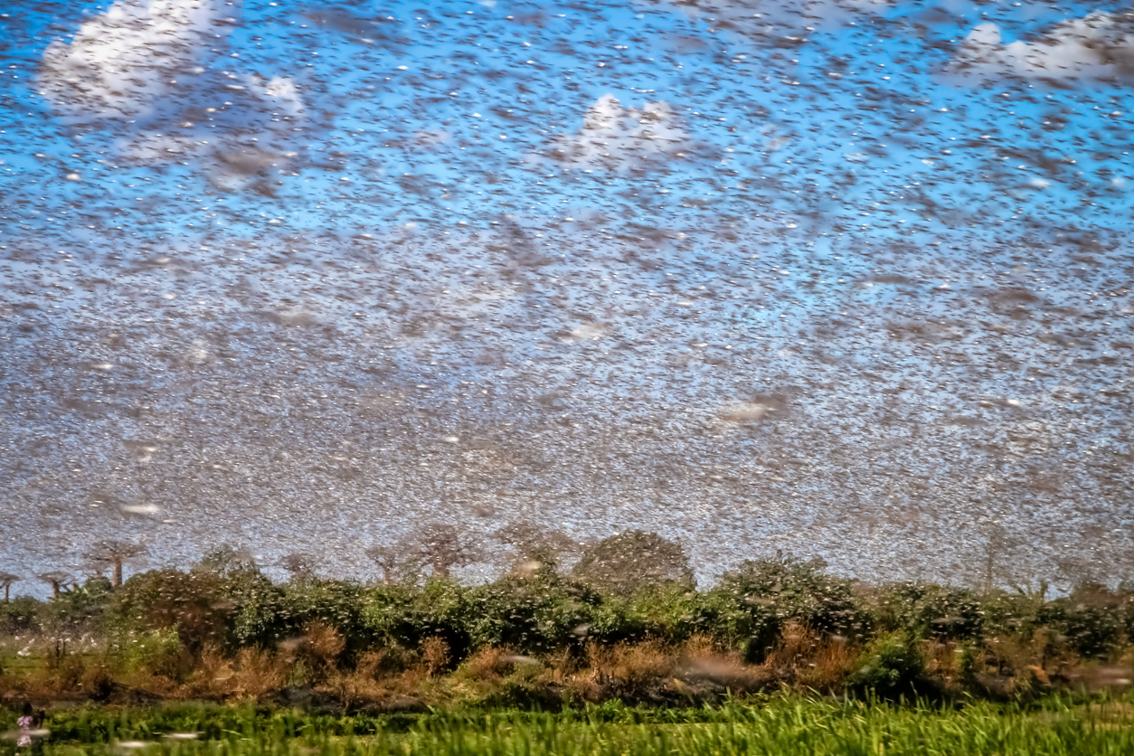 Locusts: The Bothersome Bug that Shaped America