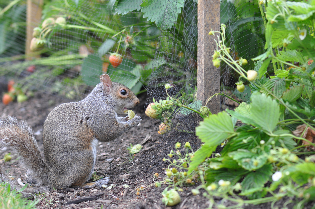 Furry Garden Pests to Watch Out For This Spring