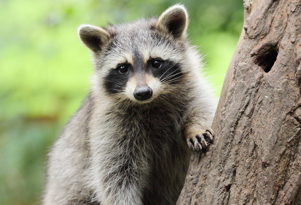 Can Raccoons Be Pets?