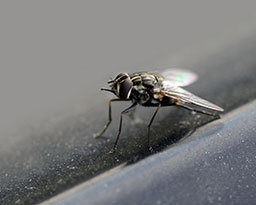 Close up of a fly.