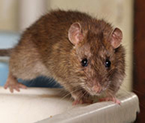 Mouse on a countertop.